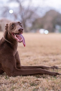 Portrait of lovely grehound