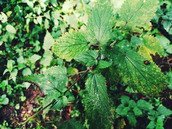 Close-up of green leaves