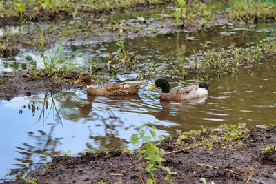 Ducks swimming in lake