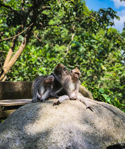 Monkey sitting on rock