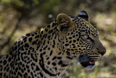 Close-up of a cat looking away