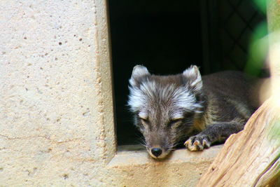 Close-up of arctic fox pup sleeping on window in zoo