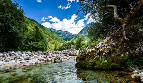 Scenic view of river amidst trees against sky