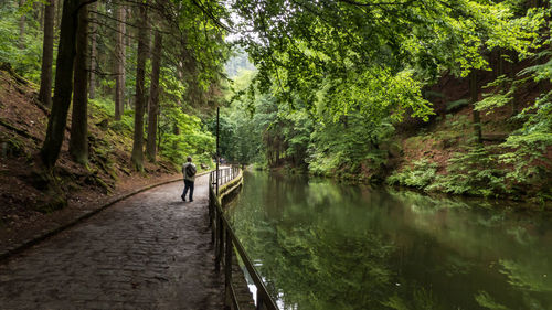 Rear view of man walking amidst trees in forest