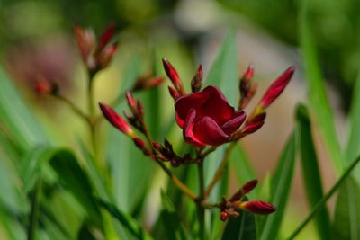 Close-up of red flowering plant