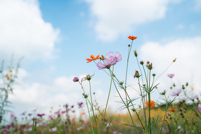 Close-up of pink flowering plants on land against sky
