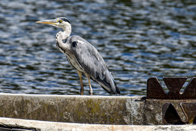 bird