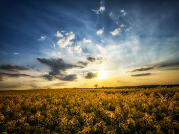 Scenic view of field against sky during sunset