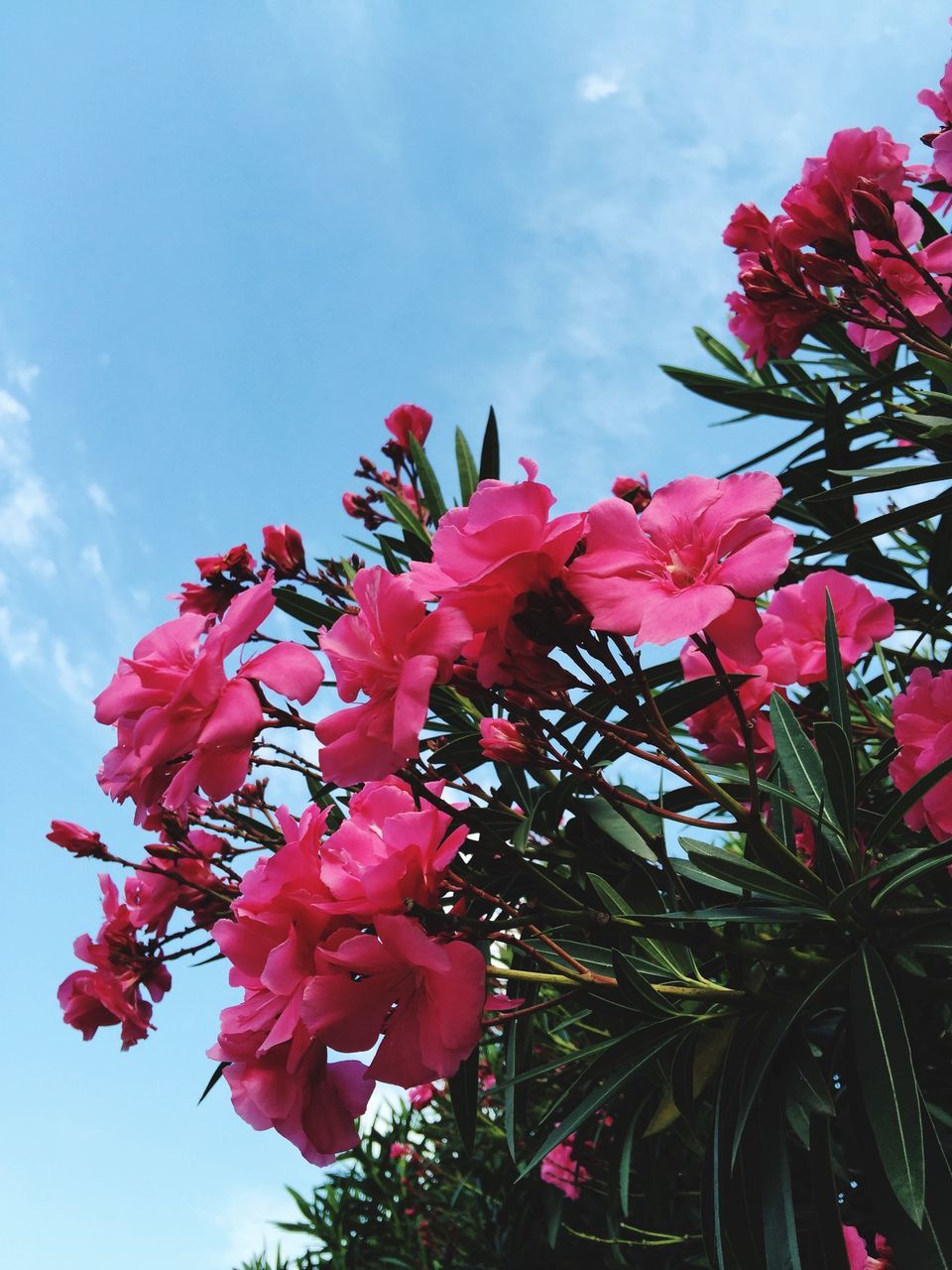 flower, low angle view, freshness, fragility, pink color, growth, petal, sky, beauty in nature, blooming, nature, flower head, in bloom, blossom, pink, red, plant, day, tree, cloud - sky