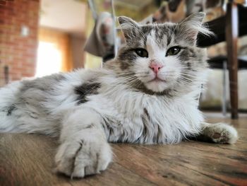 Portrait of cat relaxing on floor at home