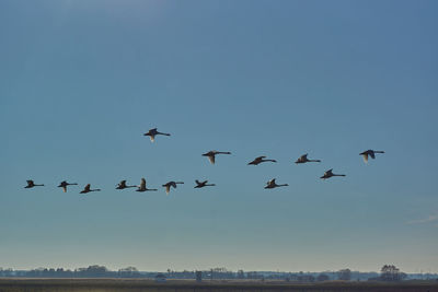 Low angle view of birds flying in sky