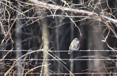 Close-up of bird perching on fence