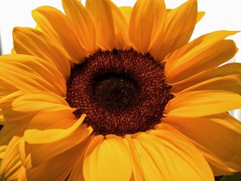 Close-up of sunflower