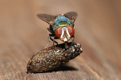 Close-up of housefly