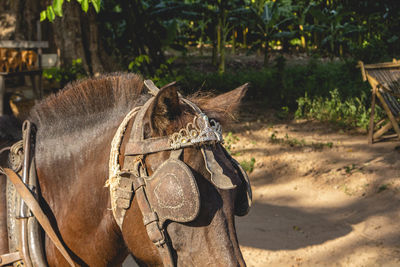 Close-up of a horse on field