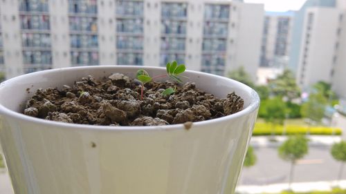 Close-up of potted plant in city