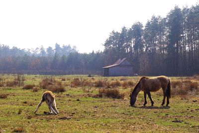 Horse grazing in a field