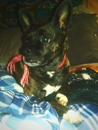 Portrait of a dog resting on sofa