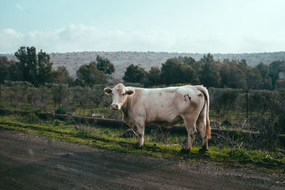 
cow on the road