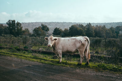
cow on the road