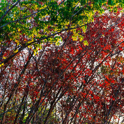 Low angle view of maple tree