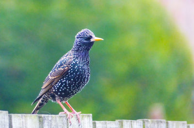 Close-up of starling bird perching on wood