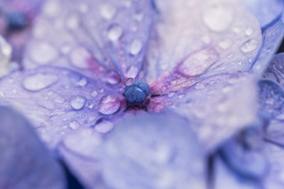 Close-up of wet purple flower