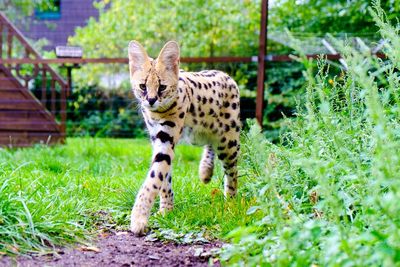 Tiger in a farm