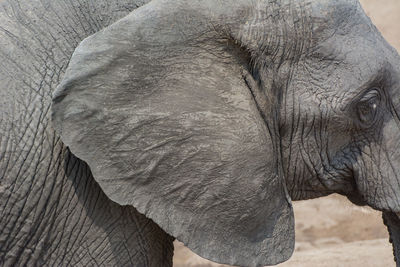 Close-up of elephant