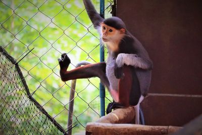 Monkey sitting on stone wall in zoo