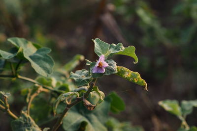 Close-up of flowering plant
