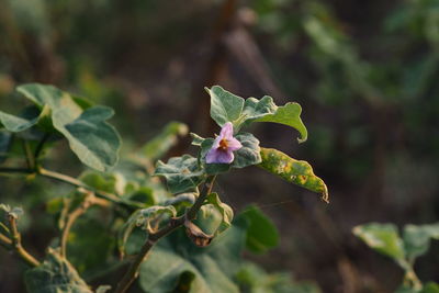 Close-up of dry flowering plant