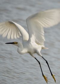 White bird flying over lake