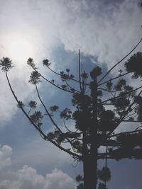 Low angle view of trees against cloudy sky