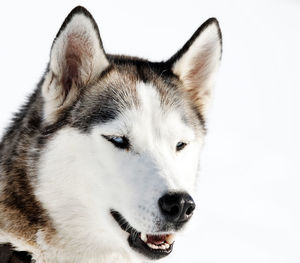 Close-up portrait of dog during winter