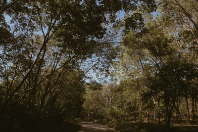 Road amidst trees in forest against sky