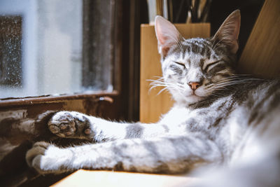 Gray tabby domestic cat lying down while sunbathing on the kitchen counter by the window