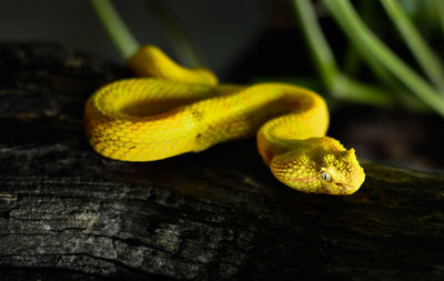 Close up of yellow flower