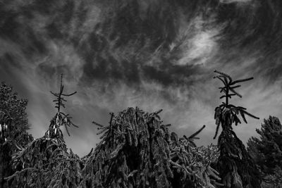 Low angle view of silhouette trees against sky