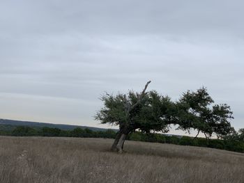 Trees on field against sky