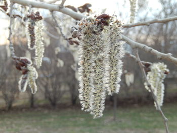 Close-up of frozen plant on land