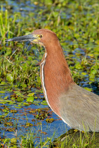 Side view of a bird on field