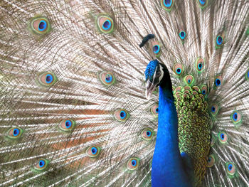 Close-up of peacock