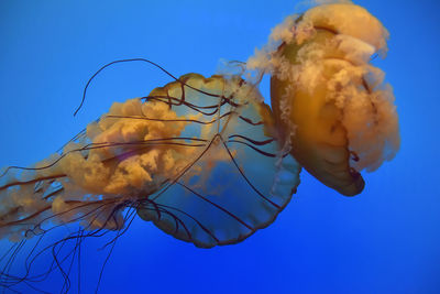 Close-up of insect on a sea