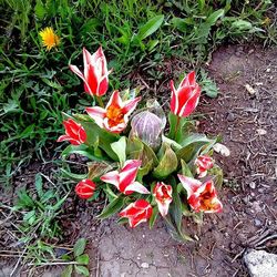 Close-up of red flowers blooming in field