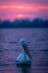 Pelican on sea