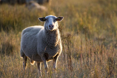 Portrait of sheep standing in a field