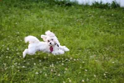 White dog on field