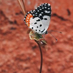 Close-up of butterfly on flower