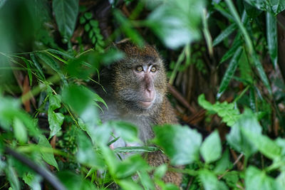 Close-up of monkey on plant